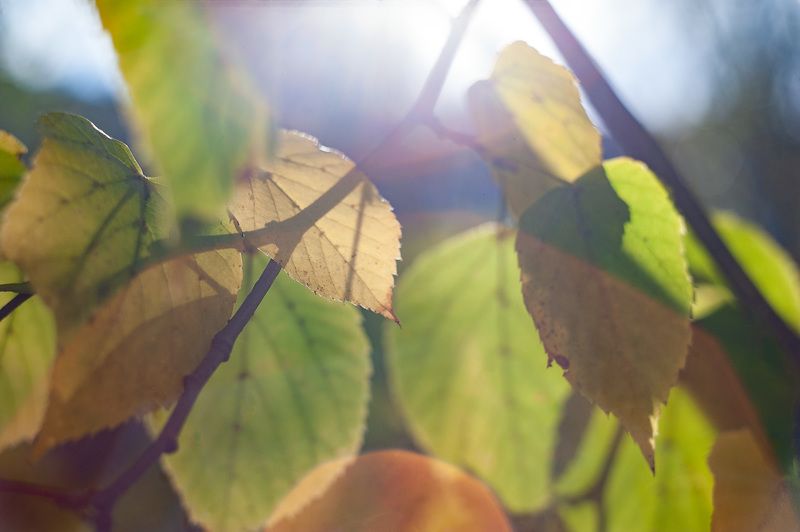 Осенние бокешки спрятались в листве фото превью