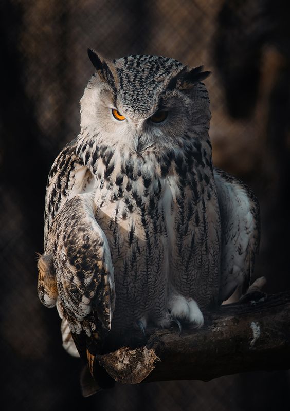 Филин фото превью