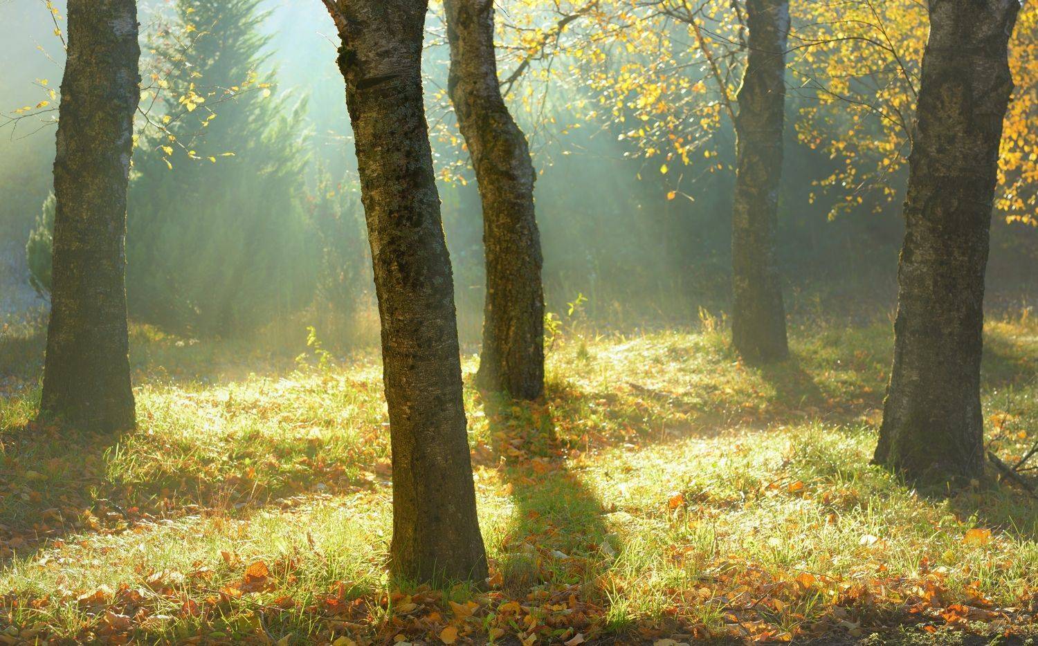 осень листва утро лес туман, Александр Жарников