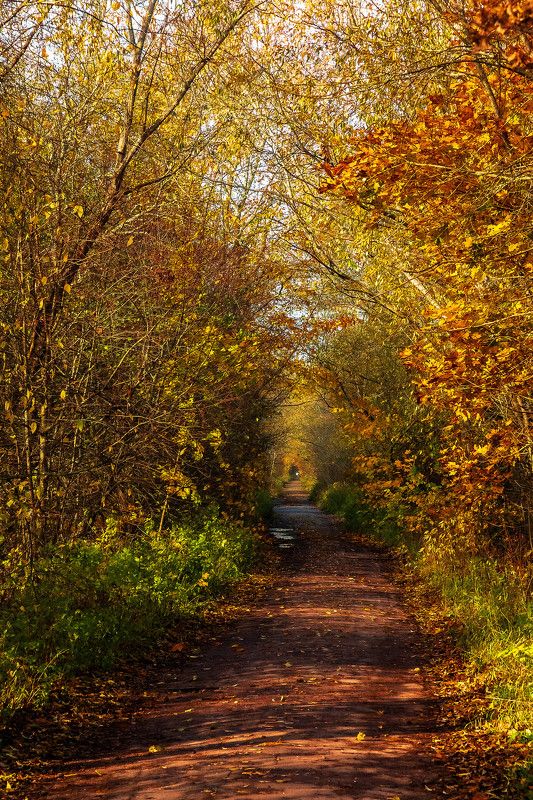 осень, пейзаж, день, природа Осень в Кронштадте фото превью