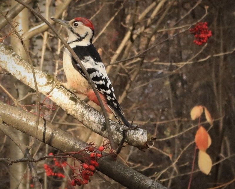 природа,лес,осень,пртица,дятел Дятел фото превью