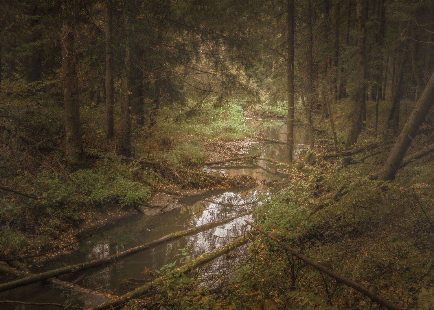 осень, ручей, лес, свет, дождь,  Ольга