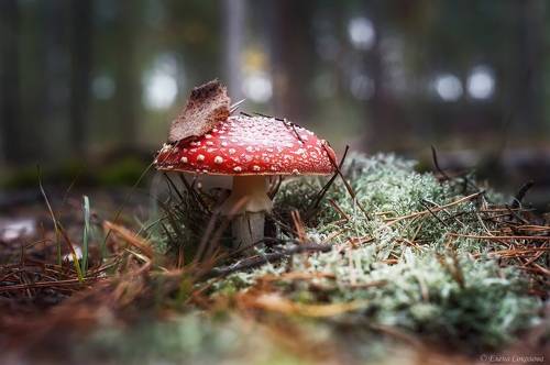 Мухоморчик