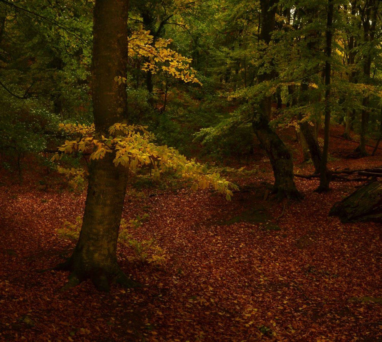 , Владимир Метцгер