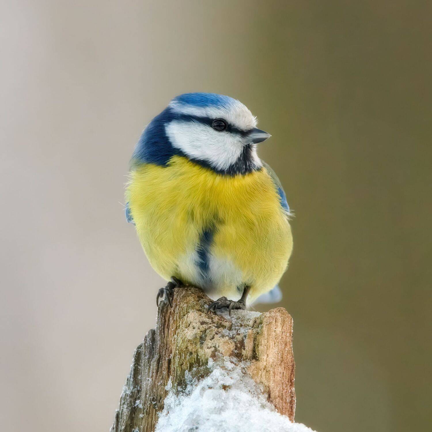 #bird #wildlife #nature #birdphotography, Александр Семенов