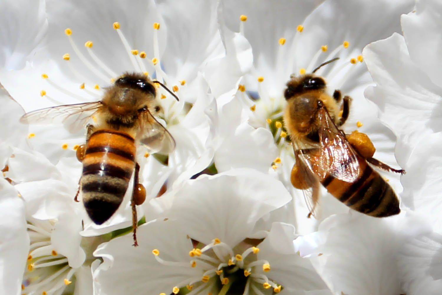, mehdi karimi souderjani