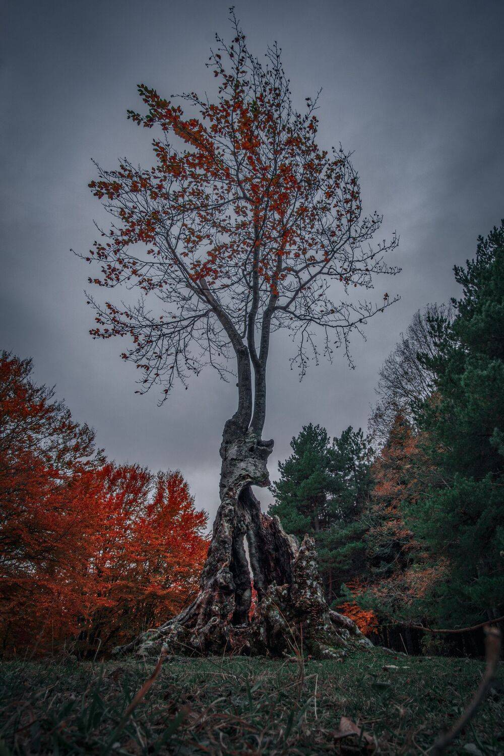 , Андрей Кривцов