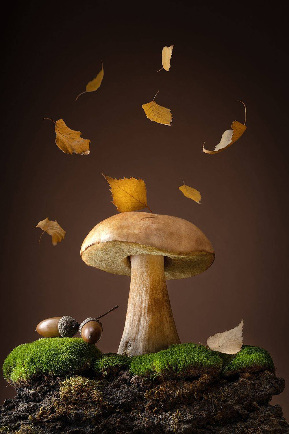 гриб, боровик, флора, октябрь, листопад, Ольга ЯR