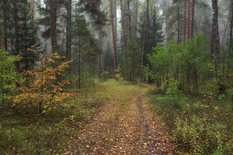 2022, россия, калужская область, осень, лес, туман, деревья, листья, тропинка, трава *** фото превью
