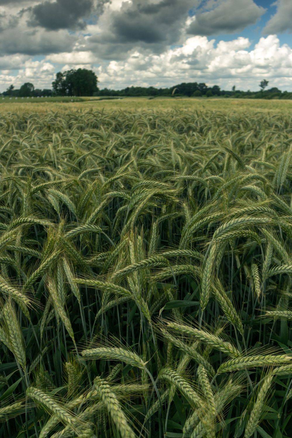 , Дьяченко Алёна