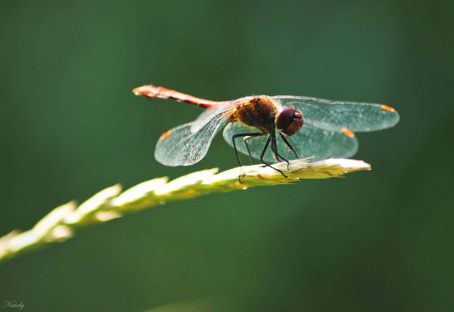 , Екимова Наталья