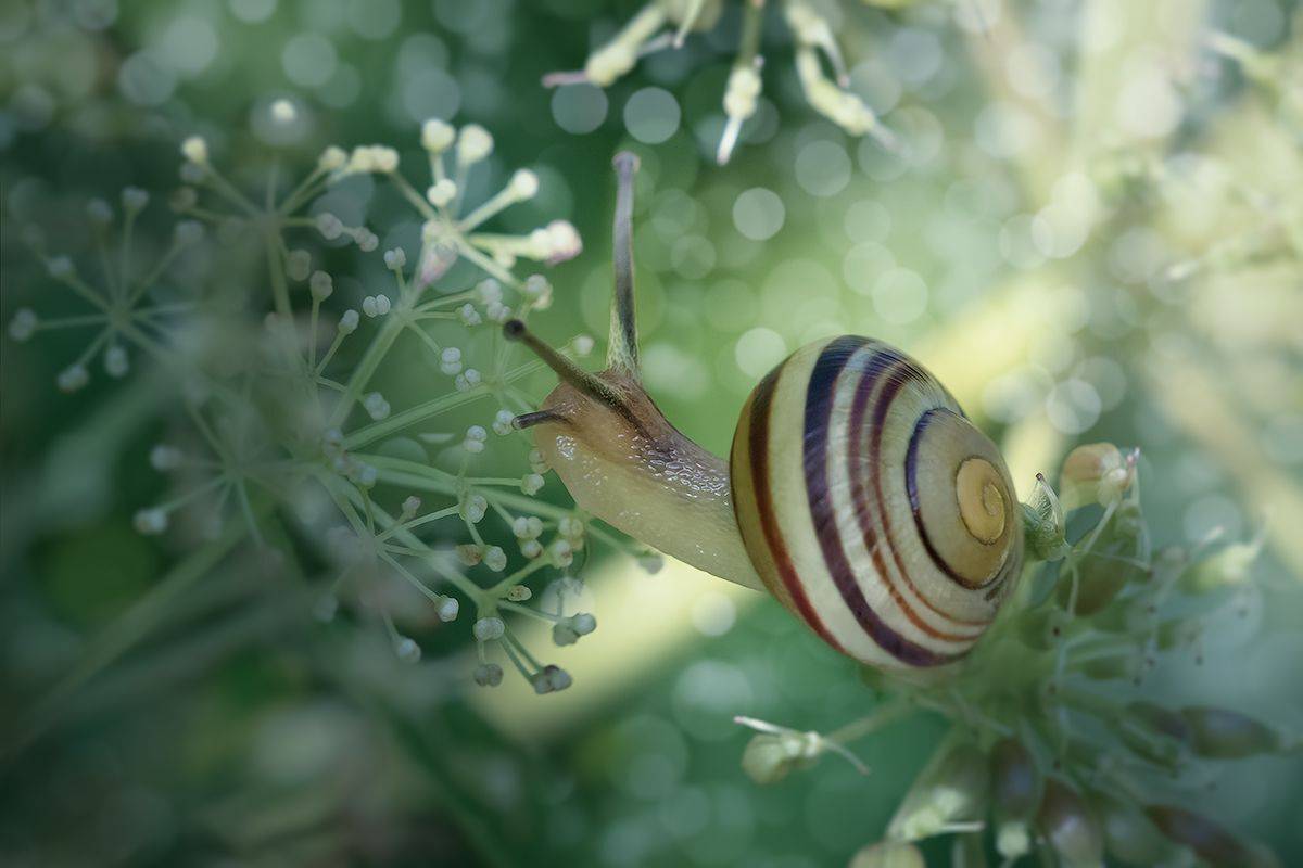 макро, улитка, макрофотография, snail, macro, Хилько Марина