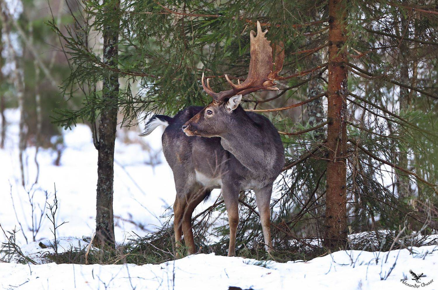 , Александр Гусар