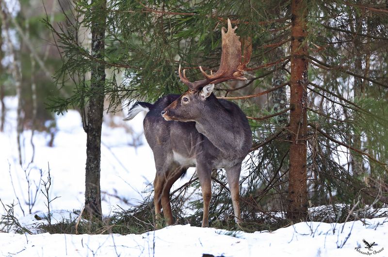 Лань фото превью