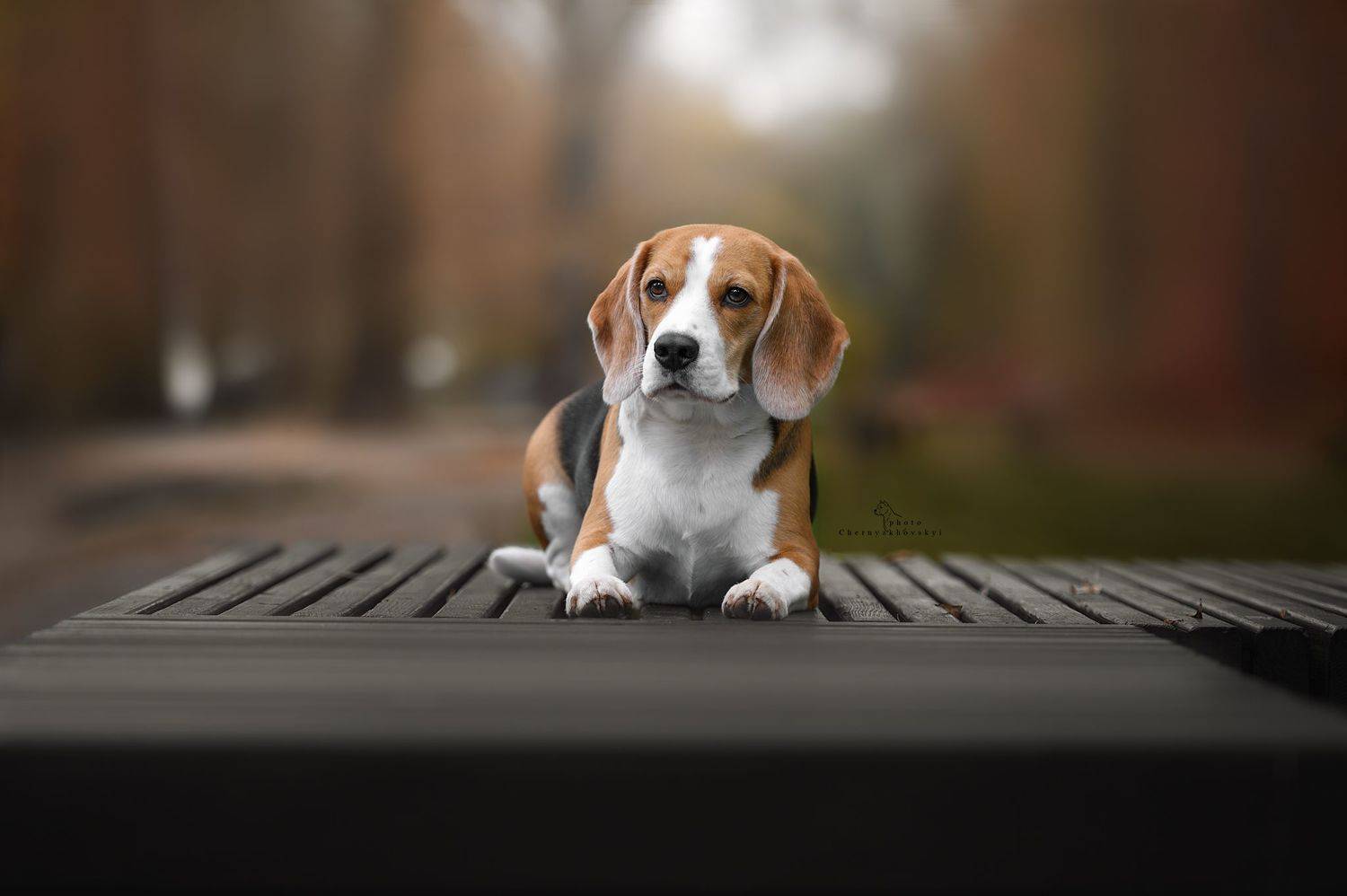 животные семейное фото фотопрогулка фото с собакой, Черняховский Виталий