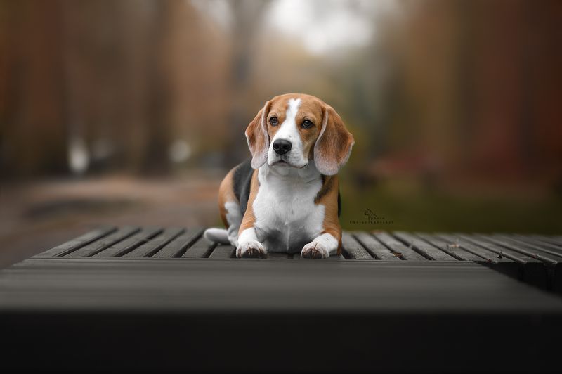 животные семейное фото фотопрогулка фото с собакой  фото превью