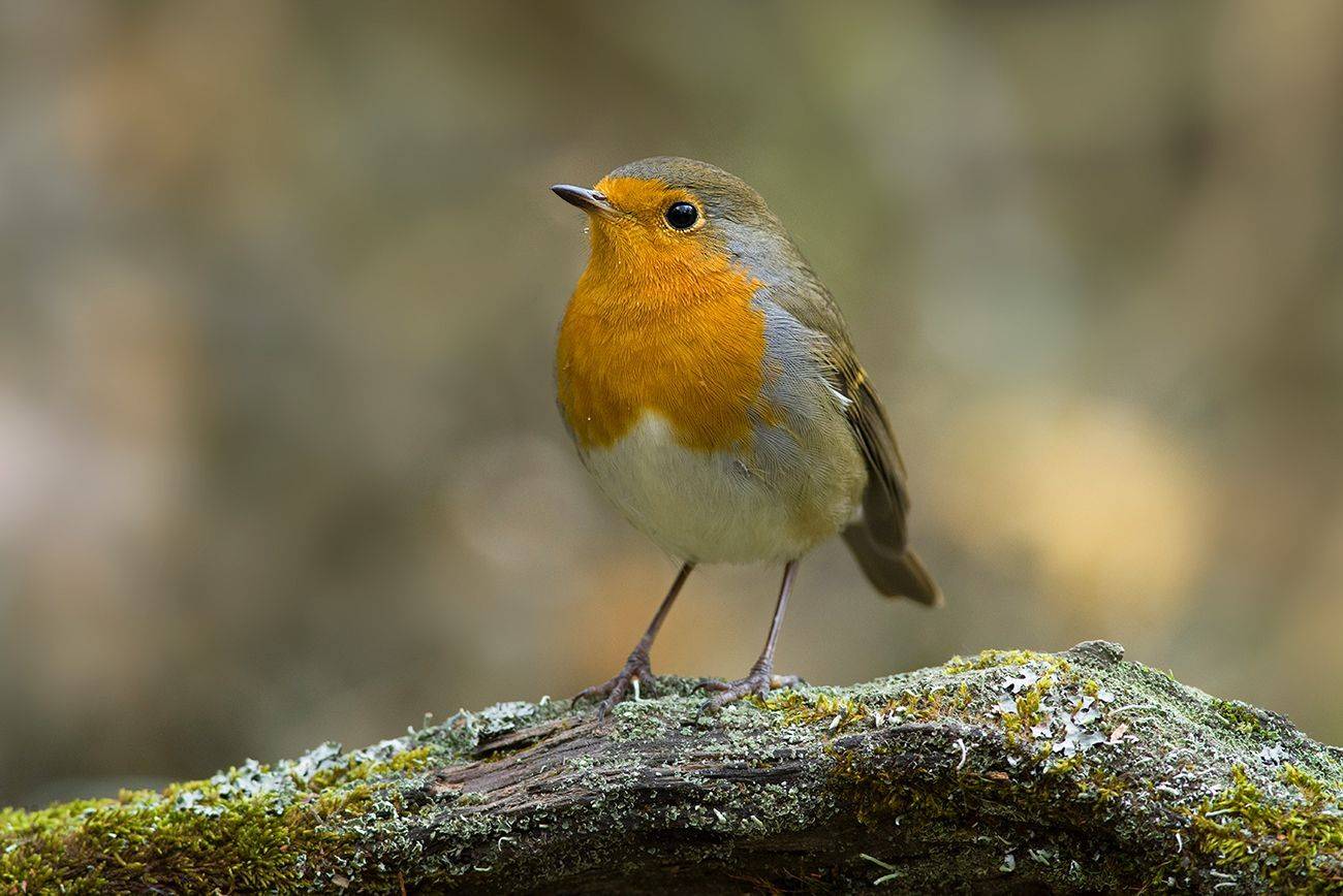 птица,зарянка,малиновка,осень, Иван