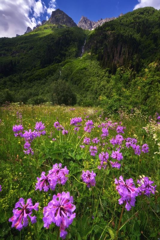 домбай dombay гоначхирское ущелье Ущелье Гоначхир. Домбай. Карачаево-Черкесская Республика фото превью