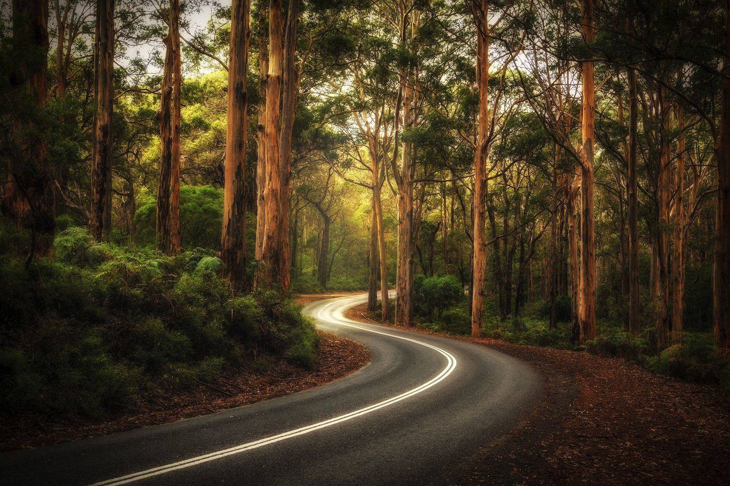 forest, Graham Earnshaw