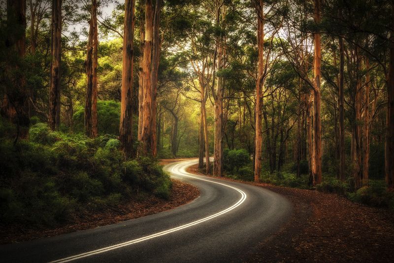 forest Passing Through фото превью