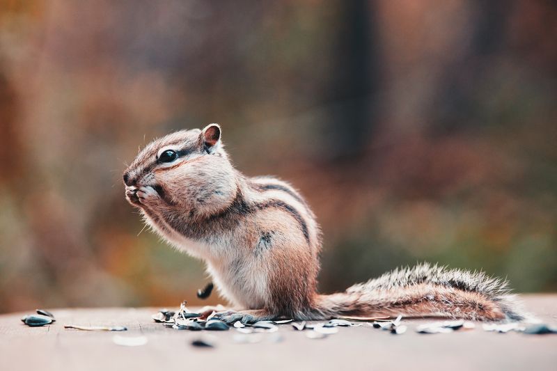 бурундук природа осень животные Бурундук фото превью