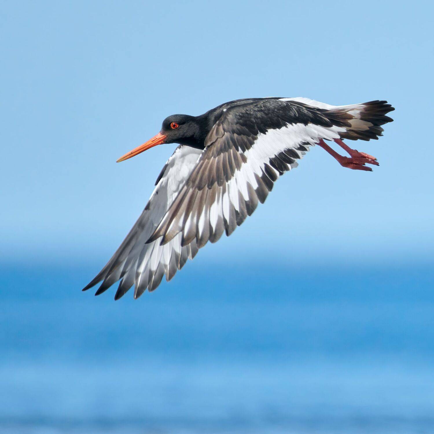 #bird #wildlife #nature #birdphotography, Александр Семенов