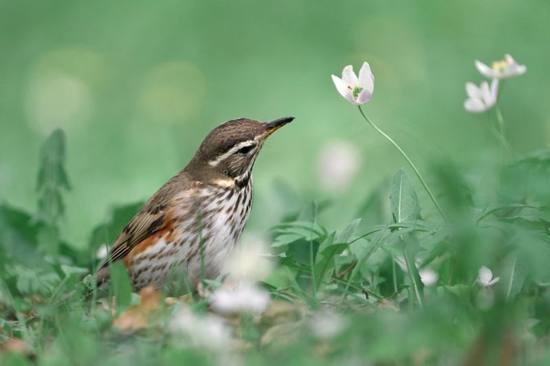 дрозд,белобровик,дрозд-белобровик,thrush,redwing,Turdus iliacus, Белобровик фото превью