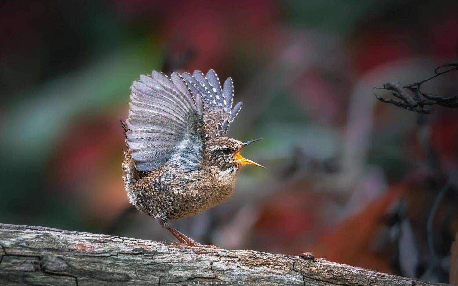 крапивник, подкоренник, орешек, задерихвост, Круль Александр
