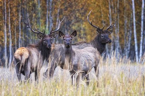 Благородные олени-маралы.