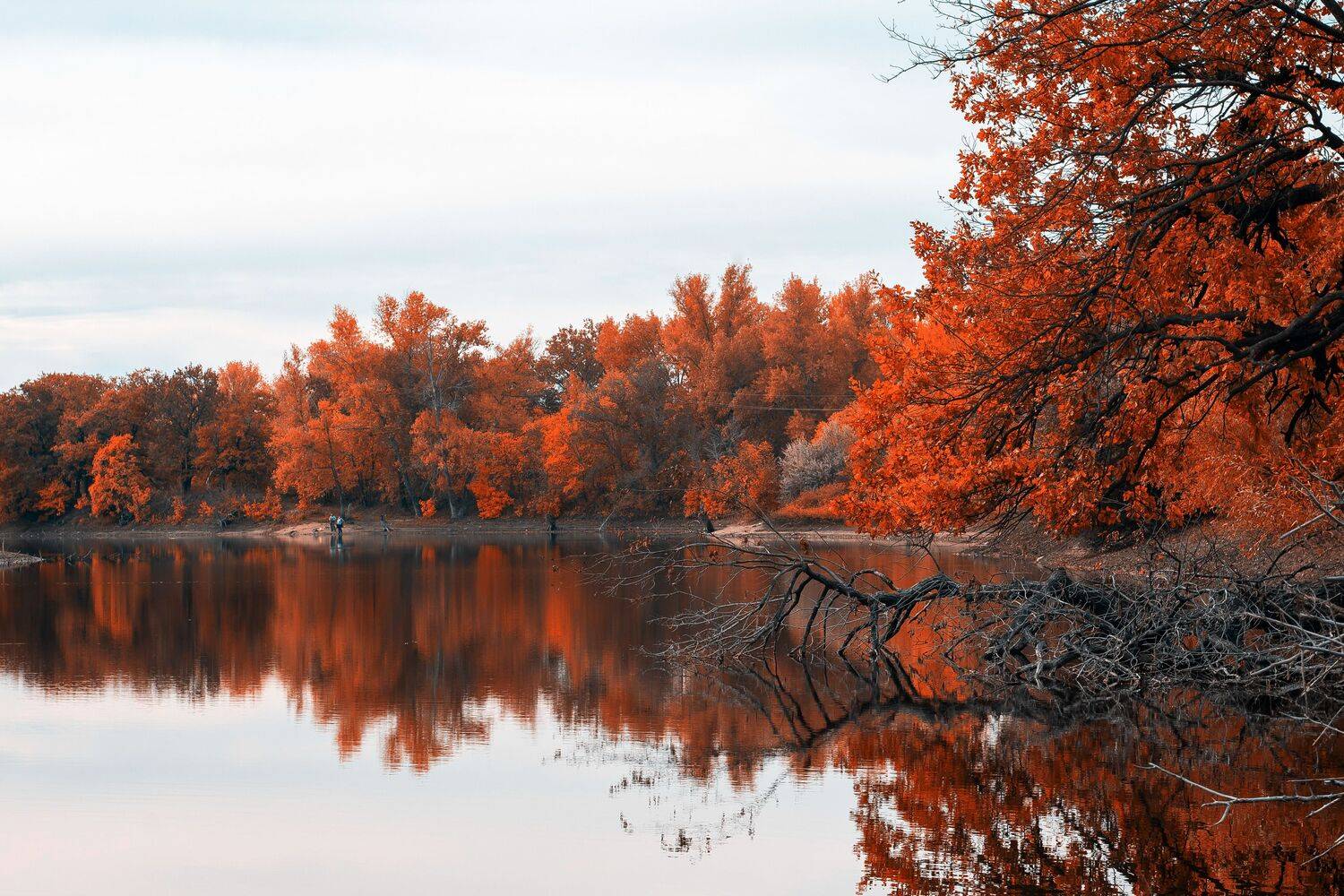 volga, wildlife, red, volgograd, russia, , Сторчилов Павел