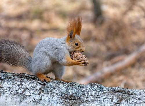 шишка велика..