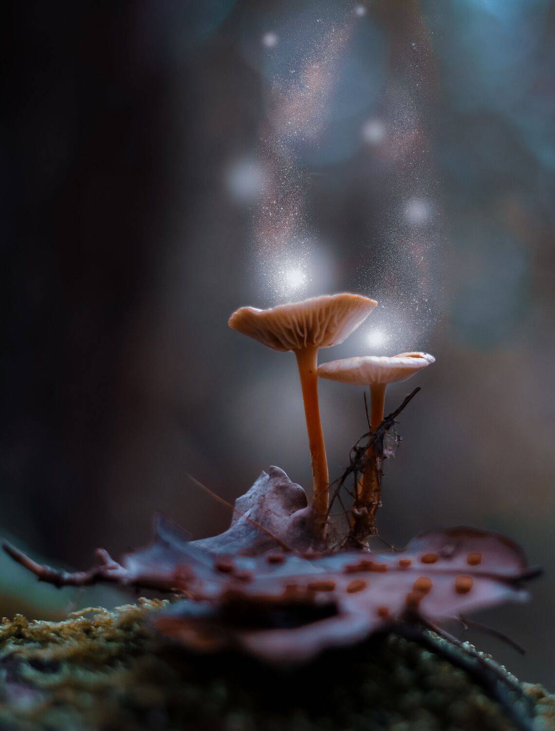 , Julia Khvorostyanaya