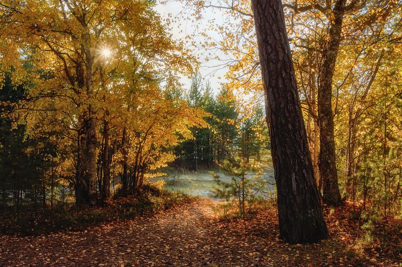Заглянула осень в лес фото превью