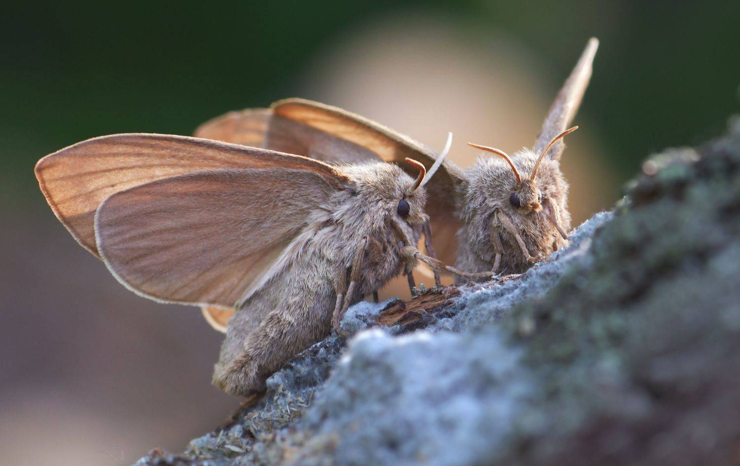 , Макеев Алексей