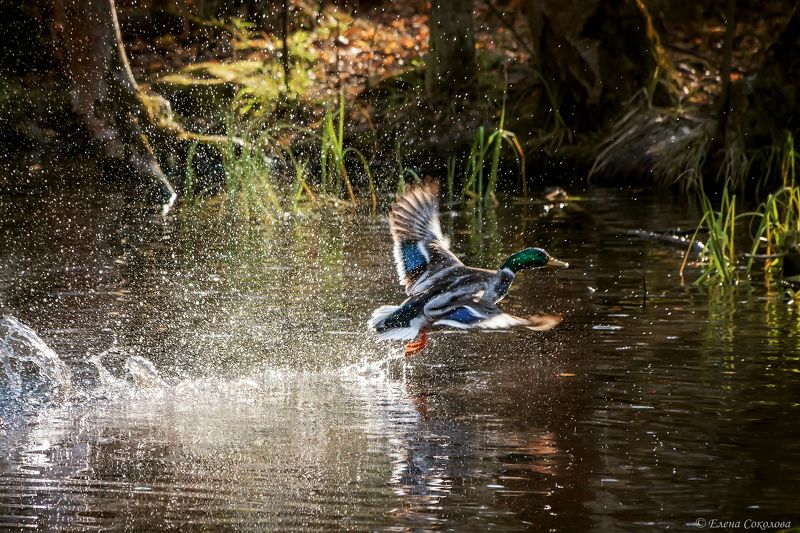 утка, кряква, озеро, осень, кряква в полете, птицы К полету готов! фото превью