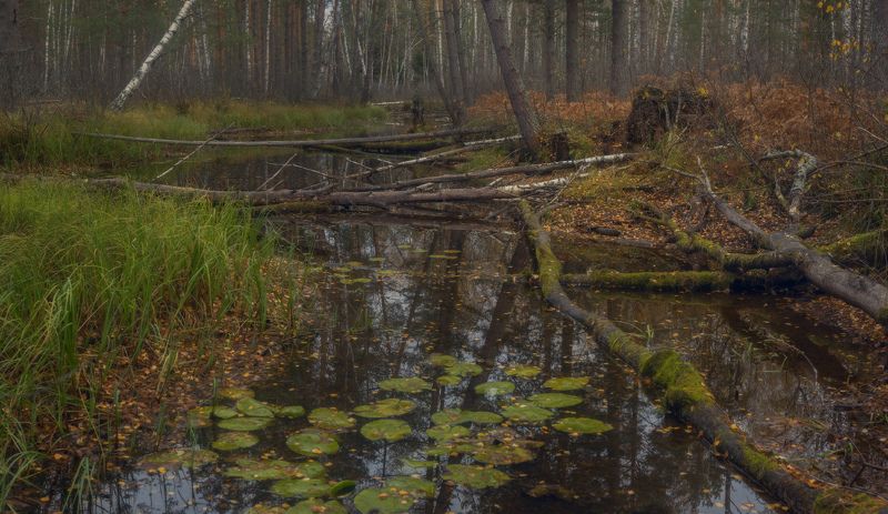 осень речка суходол серково октябрь Пересохший Суходол фото превью