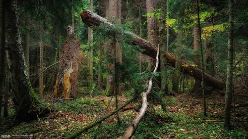 Лесная глушь...