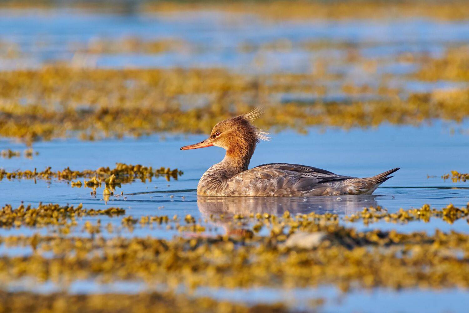 #bird #wildlife #nature #birdphotography, Александр Семенов