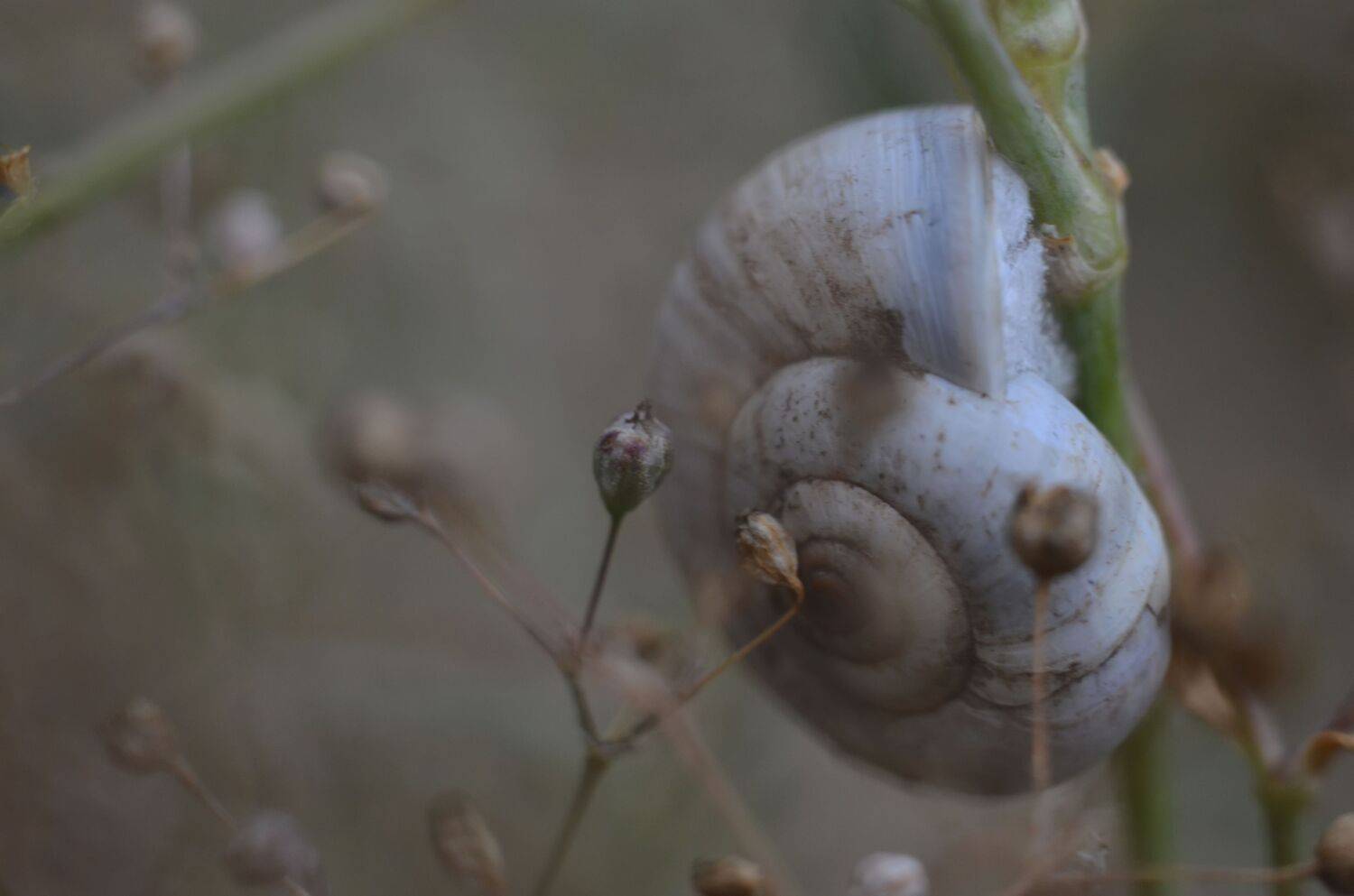 улитка, садовая цепея, раковина, макро, природа, растения, Shadow Anna