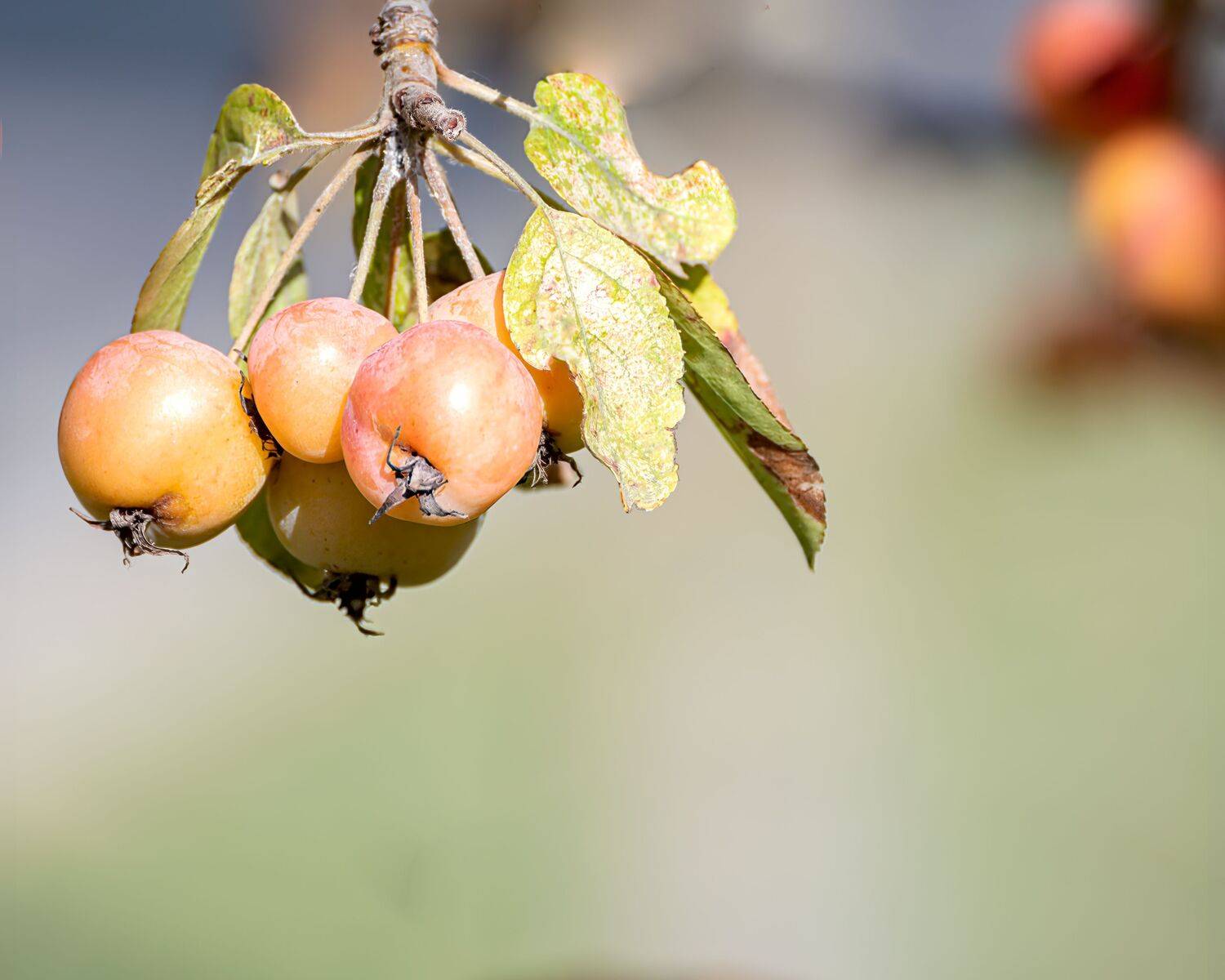 яблоня, китайка., райские, яблочки, Алексей Рыльский