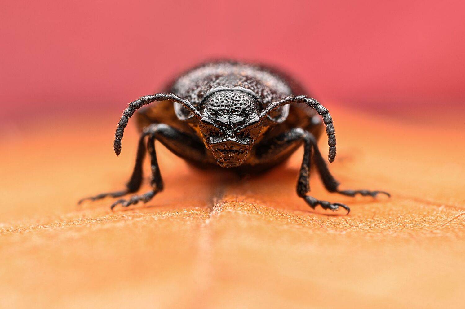 ceclii, macro, Ganev Tsvetan