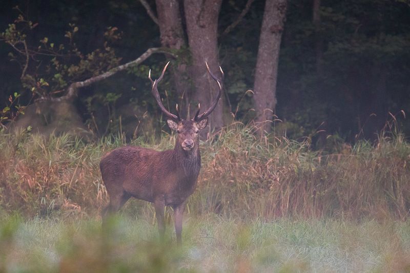 las,przyroda,białowieza,ssaki,jeleń,fauna,natura Jeleń фото превью