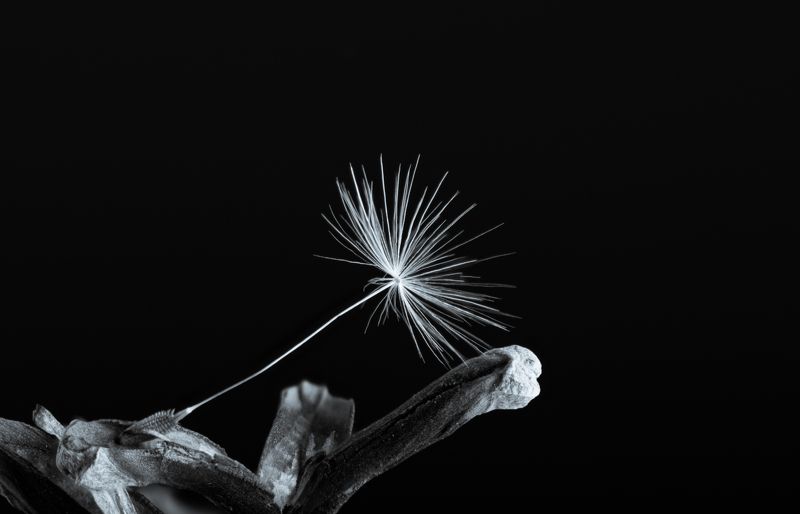 Свобода фото превью