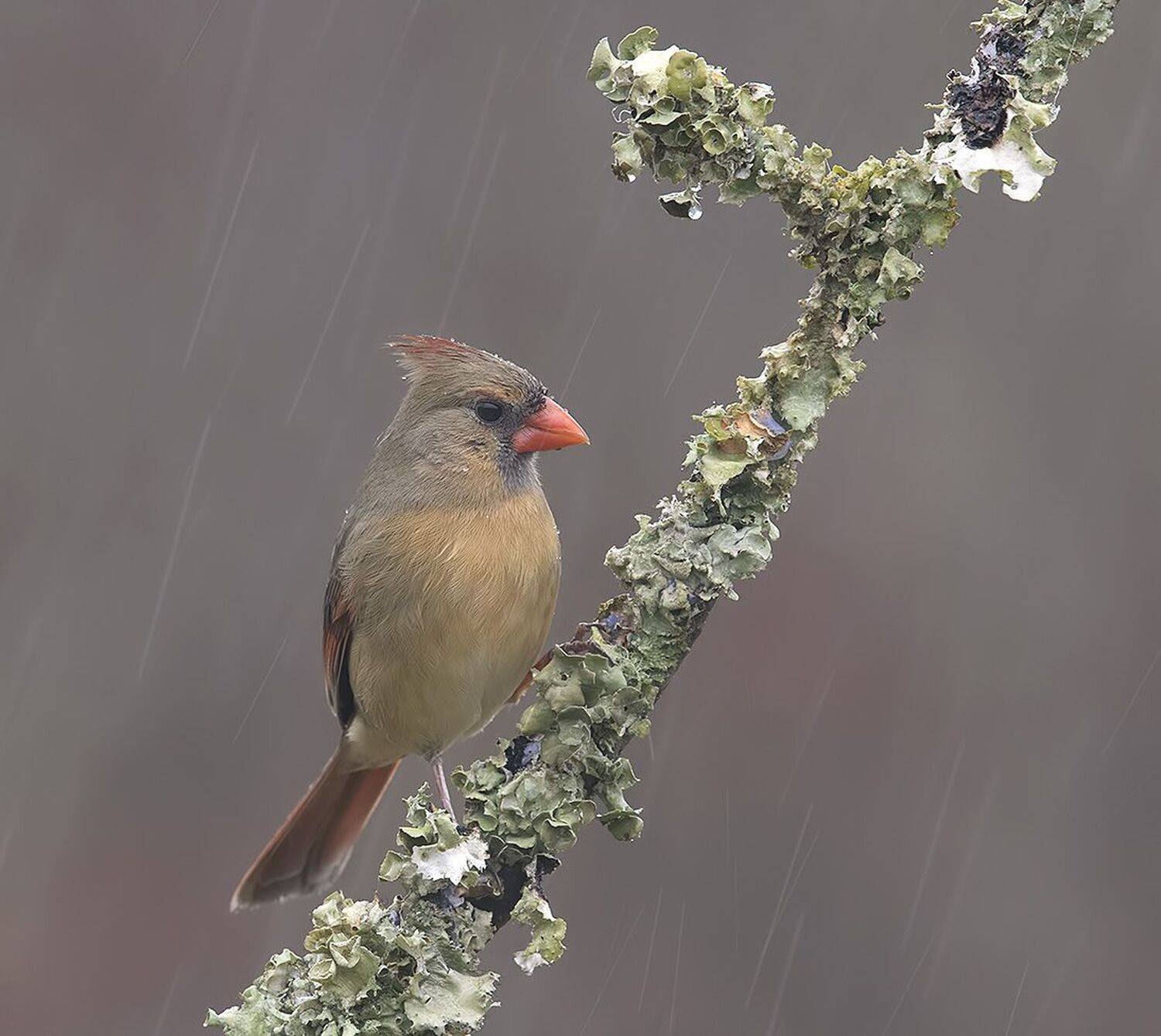красный кардинал, northern cardinal, cardinal,кардинал,дождь, Etkind Elizabeth
