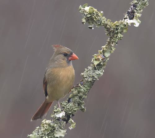 Northern Cardinal female - Красный кардинал, самка