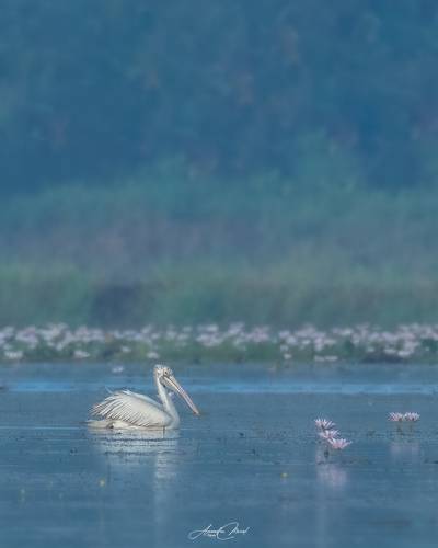 Pelican and Flowers