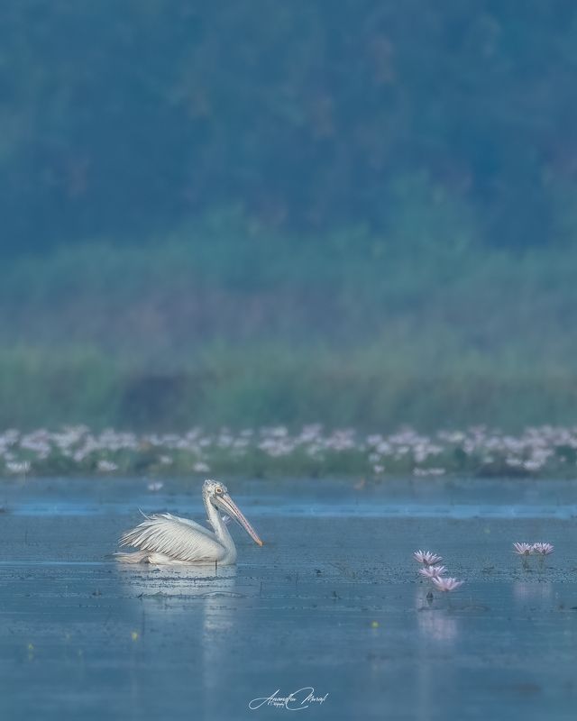 Birds pelican kerala india birdphotography wildlife Pelican and Flowers фото превью