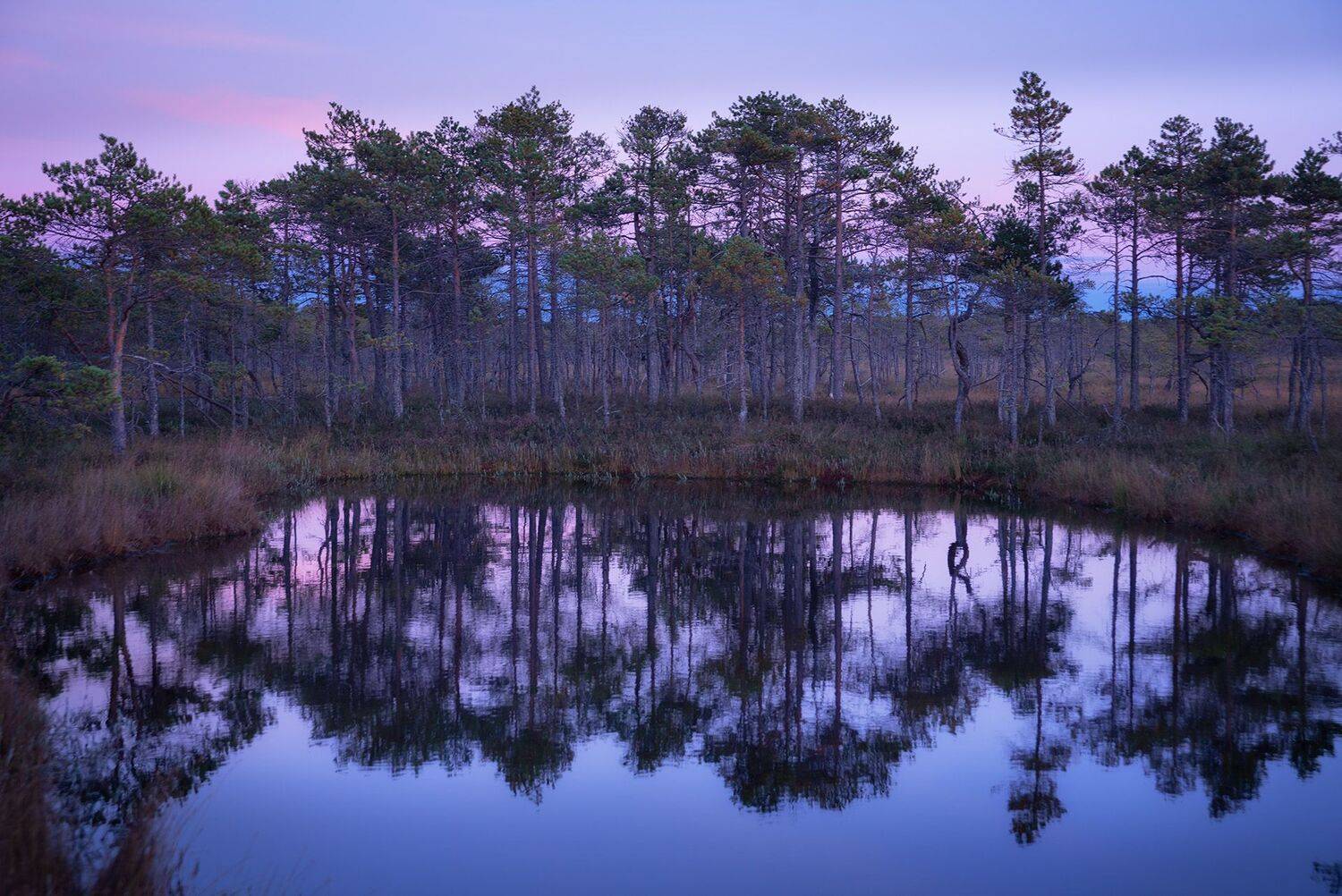 болота, ленинградская область, карельский перешеек, фототур, Чавыкина Анастасия