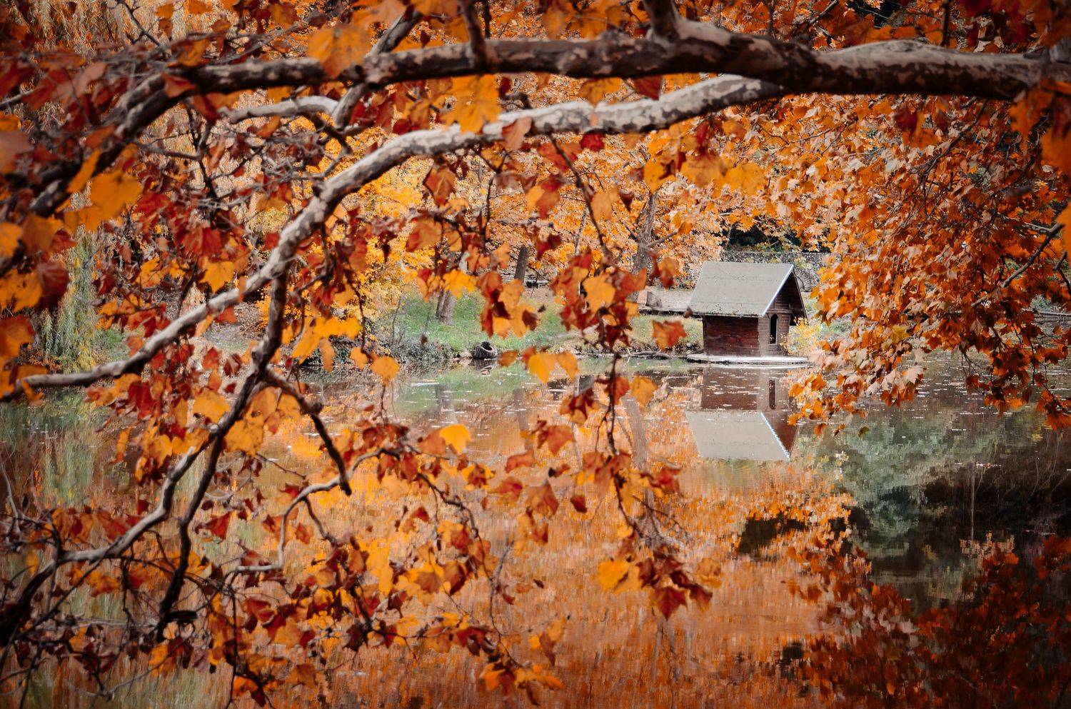 осень, Александра Александрова