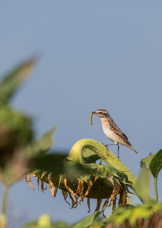 С добычей фото превью